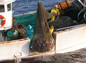 京都府沖で行われているカニ漁(2009年撮影、京都府海洋センター提供)